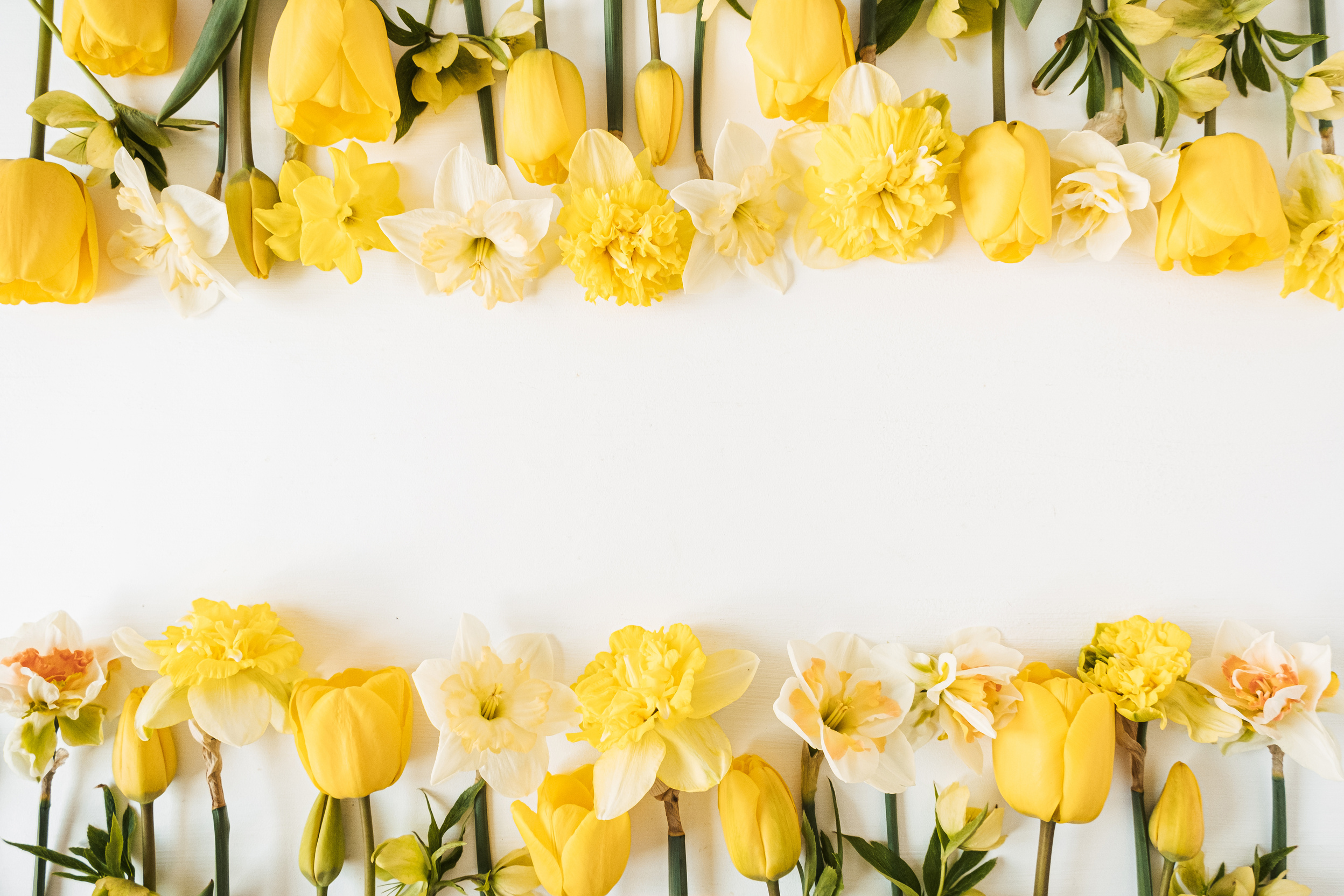 Yellow Flowers on White Background