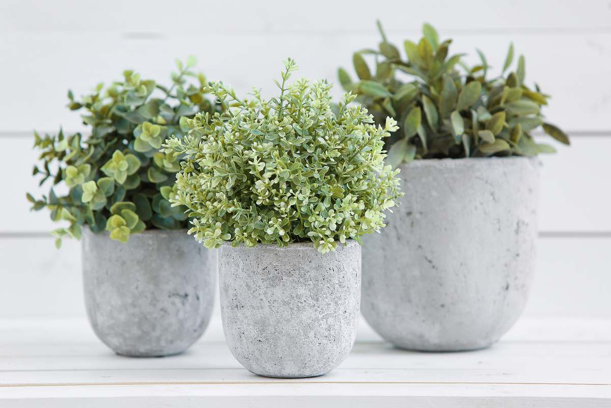 Pot plants in white and concrete pots