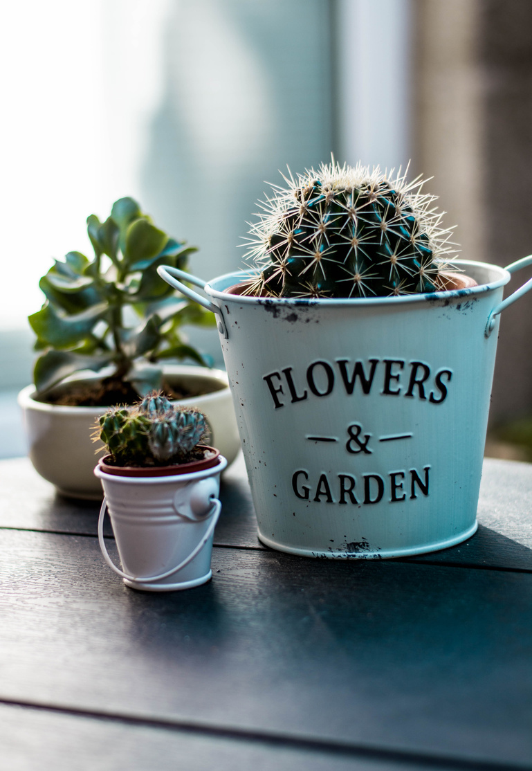 Three Variety of Succulent Plants in White Pots