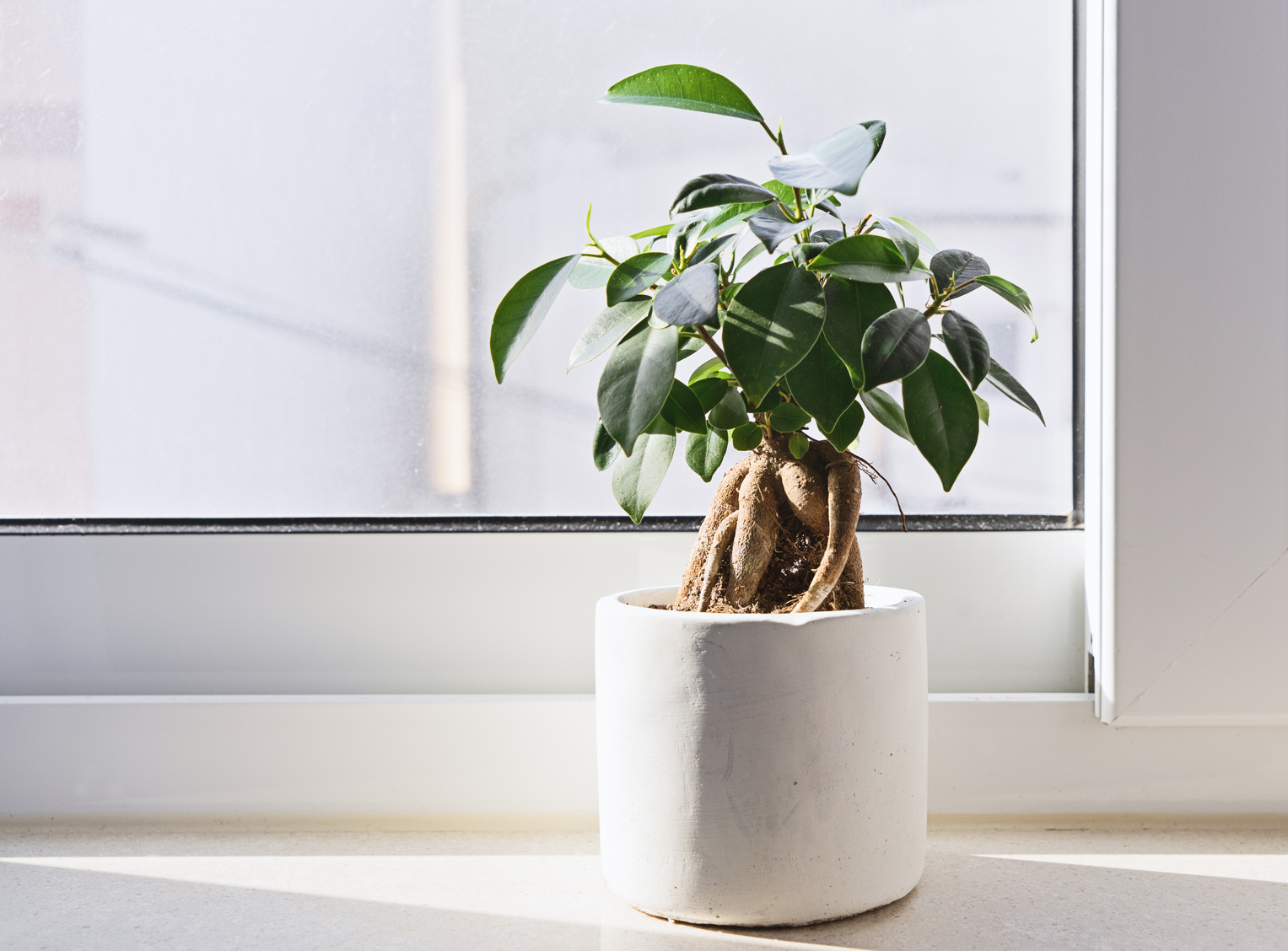 Potted Ficus Bonsai